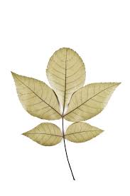 Attēlu rezultāti vaicājumam “Carya ovata leaf”