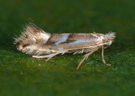 Attēlu rezultāti vaicājumam “Phyllonorycter sp.”