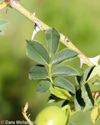 Attēlu rezultāti vaicājumam “Rosa subcanina fruit”