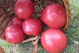 Afbeeldingsresultaat voor crnkovic yugoslavian tomato