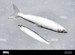 Image result for Coregonus albula