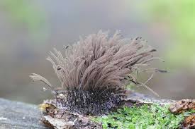 Attēlu rezultāti vaicājumam “Stemonitis splendens macro”