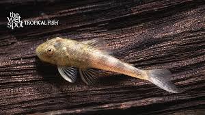 Attēlu rezultāti vaicājumam “Spilosoma sp.”