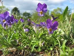 Attēlu rezultāti vaicājumam “Viola tricolor”