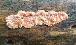 Attēlu rezultāti vaicājumam “Corticium roseum”