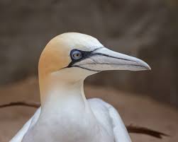 Image result for Morus bassanus