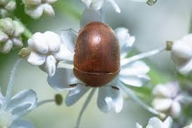 Attēlu rezultāti vaicājumam “Cychramus luteus”