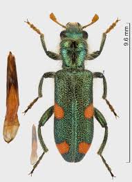 Attēlu rezultāti vaicājumam “Trichodes apiarius”