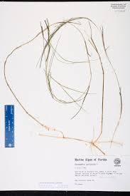 Attēlu rezultāti vaicājumam “Stuckenia pectinata”