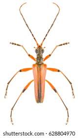 Attēlu rezultāti vaicājumam “Stenocorus meridianus”