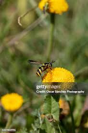Attēlu rezultāti vaicājumam “Xanthogramma sp.”