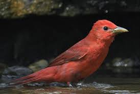 Image result for Piranga rubra