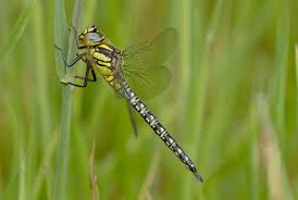 Attēlu rezultāti vaicājumam “Brachytron pratense”