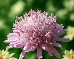 Attēlu rezultāti vaicājumam “Holcus lanatus  flower”