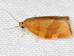 Attēlu rezultāti vaicājumam “Pandemis cinnamomeana”