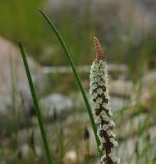 Attēlu rezultāti vaicājumam “Juncaginaceae”