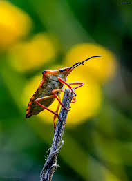 Attēlu rezultāti vaicājumam “Carpocoris sp. nymph”