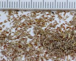 Attēlu rezultāti vaicājumam “Agrostis capillaris”