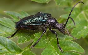 Attēlu rezultāti vaicājumam “Gaurotes virginea”