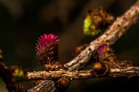 Attēlu rezultāti vaicājumam “Larix decidua flower”