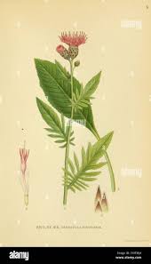 Attēlu rezultāti vaicājumam “Serratula tinctoria leaf”