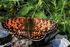 Attēlu rezultāti vaicājumam “Melitaea phoebe underside”