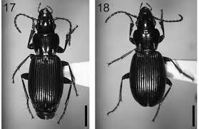 Attēlu rezultāti vaicājumam “Pterostichus sp.”