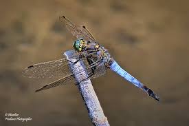 Attēlu rezultāti vaicājumam “Orthetrum cancellatum”