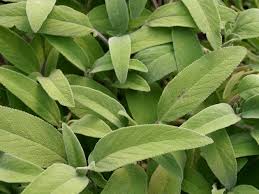 Image result for Salbei