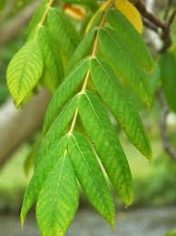 Attēlu rezultāti vaicājumam “Juglans ailanthifolia”