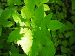 Attēlu rezultāti vaicājumam “Aegopodium podagraria leaf”