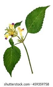 Attēlu rezultāti vaicājumam “Galeopsis speciosa leaf”