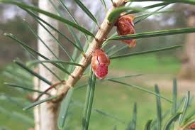 Attēlu rezultāti vaicājumam “Pseudotsuga menziesii fruit”