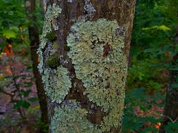 Attēlu rezultāti vaicājumam “Flavoparmelia caperata”