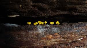 Attēlu rezultāti vaicājumam “Physarum bryomacrocarpum”