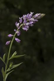 Attēlu rezultāti vaicājumam “Polygala comosa flower”