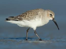Attēlu rezultāti vaicājumam “Calidris alpina adult”
