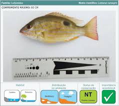 Image result for Lutjanus synagris