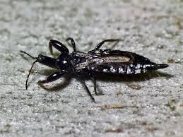 Attēlu rezultāti vaicājumam “Thysanoptera”