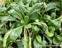 Image result for Raphanus sativus ssp. Oleiformes