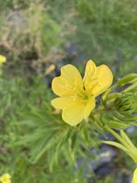 Image result for Oenothera biennis
