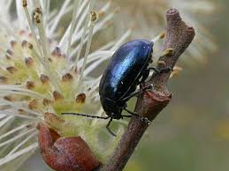 Attēlu rezultāti vaicājumam “Agelastica alni”