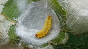 Attēlu rezultāti vaicājumam “Tischeria ekebladella”