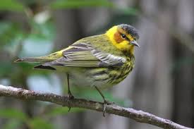 Image result for Dendroica tigrina