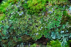 Attēlu rezultāti vaicājumam “Physconia distorta”