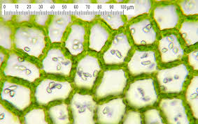 Attēlu rezultāti vaicājumam “Calypogeia sphagnicola”