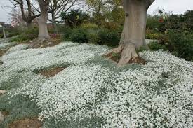 Attēlu rezultāti vaicājumam “Cerastium tomentosum flower”