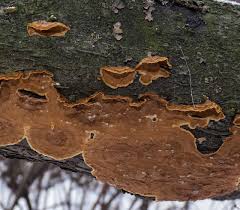 Attēlu rezultāti vaicājumam “Hymenochaete tabacina”
