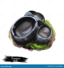 Attēlu rezultāti vaicājumam “Pseudoplectania nigrella”