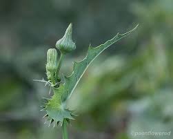 Attēlu rezultāti vaicājumam “Sonchus asper leaf”